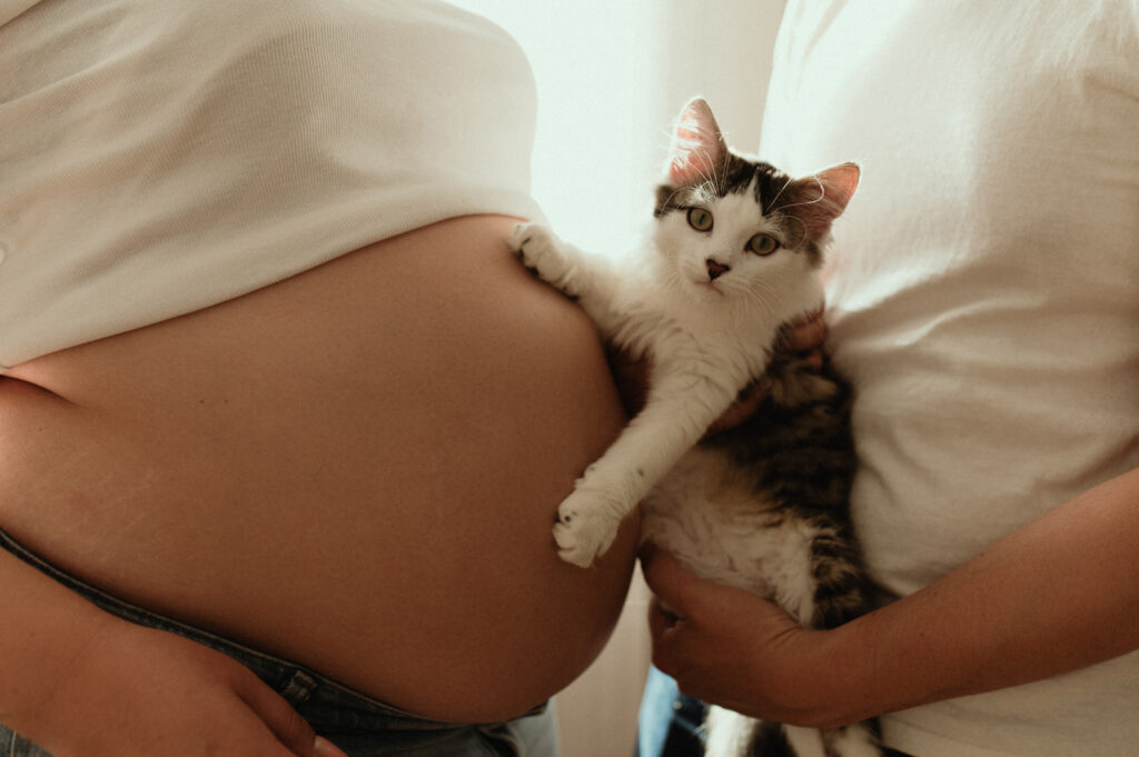 photographe grossesse saint etienne avec chat sur le ventre photographe grossesse saint etienne avec chat